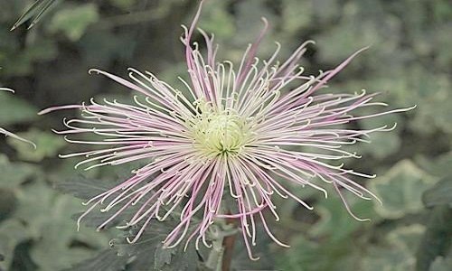 秋天有菊花吗 秋天有菊花吗图片