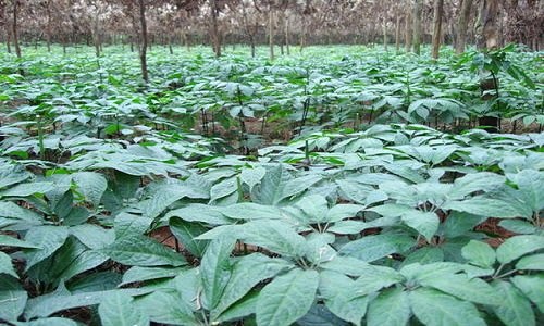 三七植物长什么样子 三七植物长啥样