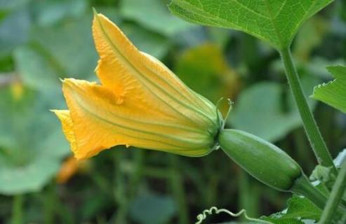 南瓜花有雄蕊和雌蕊吗（南瓜花有没有雌蕊）