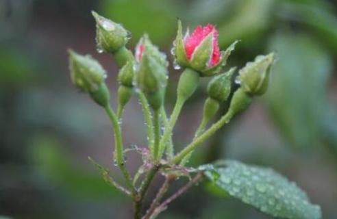 月季花苞垂头挽救方法 月季花苞垂头是缺水吗