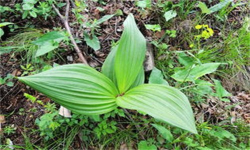 山露是什么植物 山露是什么植物图片