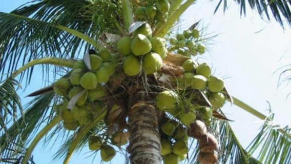 椰子是被子植物还是裸子植物 椰子是不是裸子植物