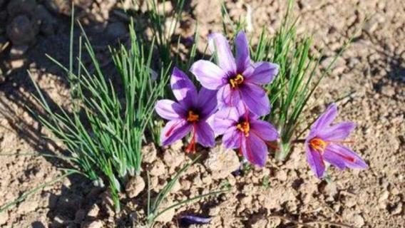 藏红花开花后要把花摘掉吗（藏红花什么时候摘下来）