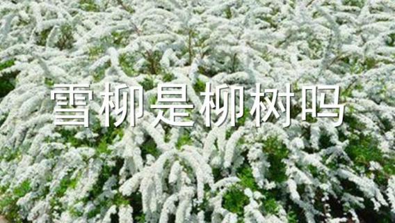 雪柳是柳树吗 雪柳是什么树