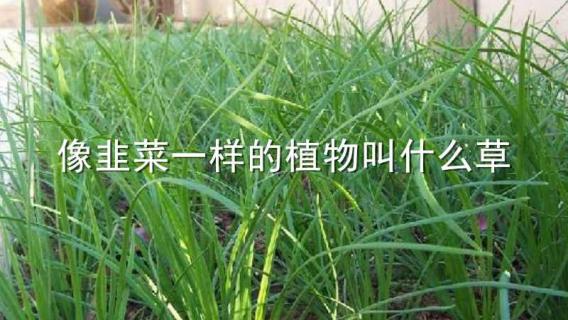 像韭菜一样的植物叫什么草（像韭菜一样的植物叫什么草可治疗鼻炎）