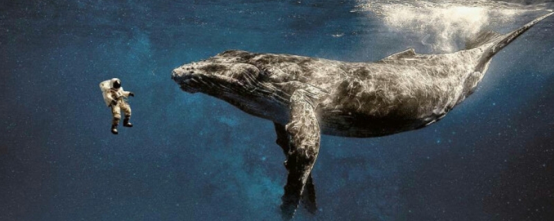 全世界鲸鱼一共有多少个种类 全世界鲸鱼一共有多少个种类的鲸鱼