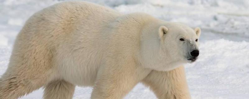 北极熊会冬眠吗，吃什么食物（北极熊会冬眠吗,吃什么食物最好）