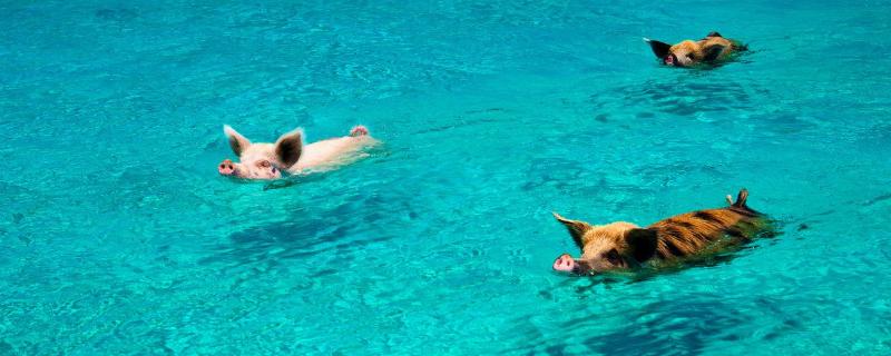 猪会游泳吗（猪会游泳吗?用英语说）