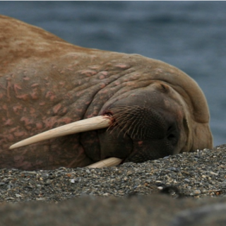 海洋中的瞌睡大王是什么动物 海洋中的瞌睡大王是谁是什么动物