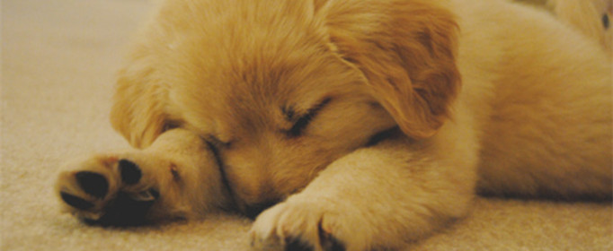 为什么狗睡觉时把嘴藏在前肢下 为什么狗睡觉时把嘴藏在前肢下边