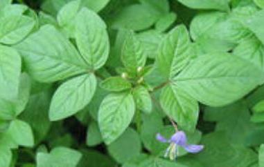 野白花菜的功效与作用与禁忌（野菜白花菜的功效）