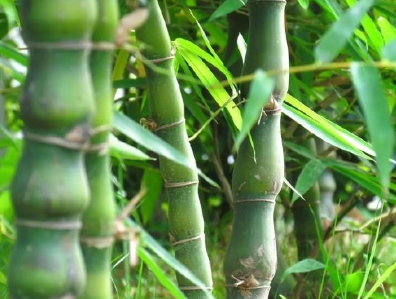 值钱的竹子有什么，名贵竹子排名 什么竹子比较名贵