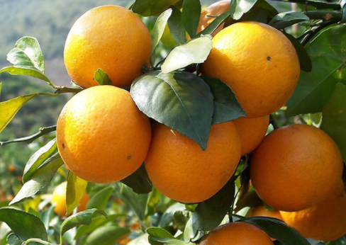 柑橘冬季如何管理，有哪些注意事项 冬季柑橘树怎么管理