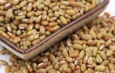 巴山豆的功效与作用 巴山豆的功效与作用禁忌