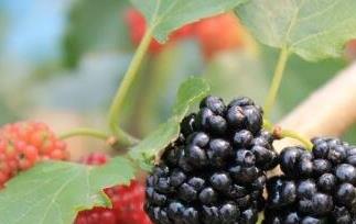 黑莓果的营养价值 吃黑莓果的好处