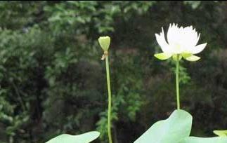 碗莲种植方法图解 碗莲的种植方法图解