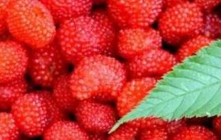 野草莓怎么吃 野草莓怎么吃更好