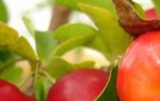 针叶樱桃的功效与作用 针叶樱桃的功效与作用禁忌