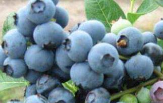 蓝莓的功效与作用有哪些 蓝莓的功效与作用有哪些??