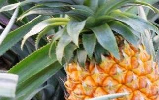 广东山菠萝怎么吃 山菠萝的功效与作用山菠萝怎么吃