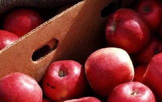 吃苹果能减肥吗（长期吃苹果能减肥吗）