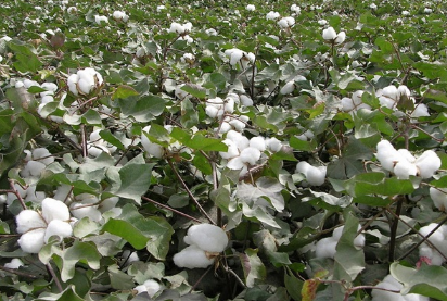 棉花种植技术，棉花如何高产管理 棉花高产种植技术及田间管理