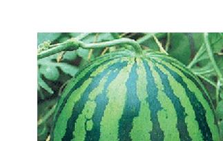 西瓜食疗作用和西瓜菜肴