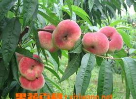 蟠桃果的品种和营养价值 蟠桃品种有哪些