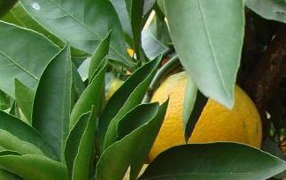宜都蜜柑品质特性和产地环境（四川宜宾柑橘）