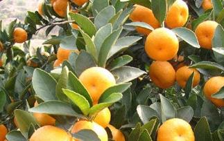 蜜橘的营养价值和蜜橘的药用价值（蜜橘的营养功效与作用）