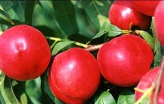 油桃的热量值分析 油桃的热量是多少千卡