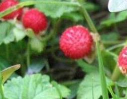 蛇莓草的功效与作用 五叶蛇莓草的功效与作用