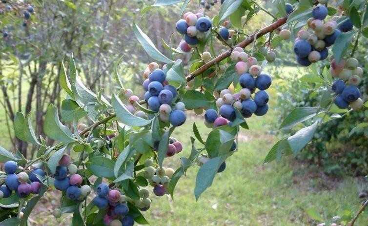 盆栽蓝莓怎样种植 盆栽蓝莓怎样种植方法
