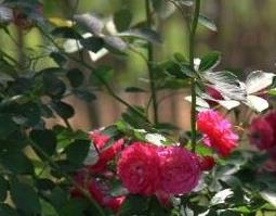 野蔷薇的药用价值和药用功效 野蔷薇的药用价值和药用功效与作用