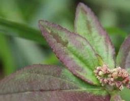 大飞扬草的药用价值与功效（大飞扬草的作用与功效）