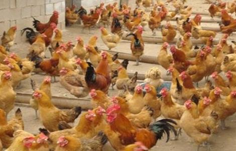 养鸡场如何防治禽流感（养殖场如何预防禽流感）