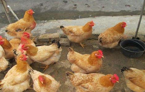 春季蛋鸡饲养管理要点 秋季蛋鸡的饲养与管理
