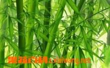 竹叶煮水的功效与作用 丝瓜和竹叶煮水的功效与作用