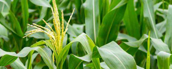 农大372玉米种的特征特性 玉米品种农大372玉米品种好不好?