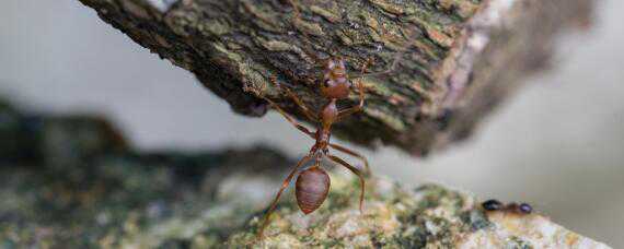 红火蚁用什么药可以杀死（红火蚁用什么药可以杀死呢）