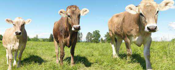 牛一天吃多少斤草料 牛一天吃多少斤草料涨多少斤一天挣多少钱