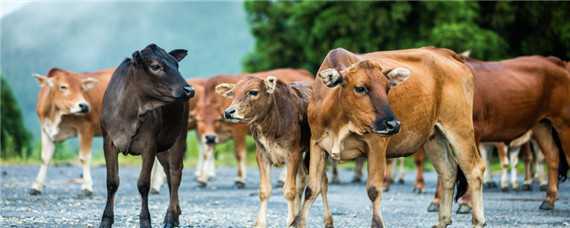 牛的养殖技术与管理 牛的养殖技术与管理知识