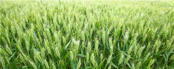 小麦灌浆期管理技术（冬小麦灌浆期的管理）