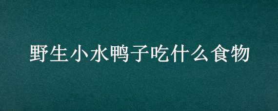 野生小水鸭子吃什么食物 野生水鸭子喜欢吃什么