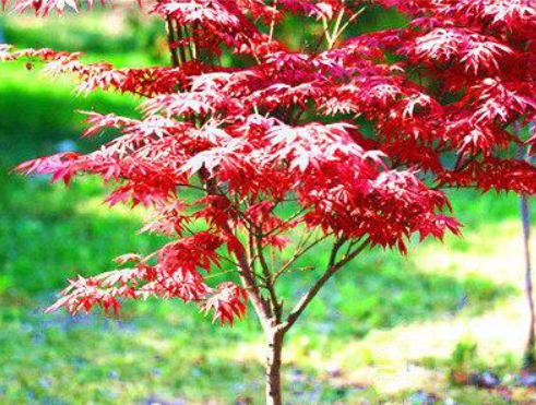 日本红枫种植技术 日本红枫种植技术视频