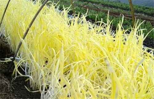 韭黄的种植时间是什么时候 韭黄的种植时间和方法