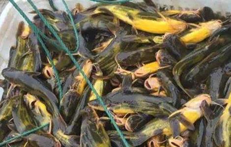 黄颡鱼养殖的要点 黄颡鱼的养殖方法