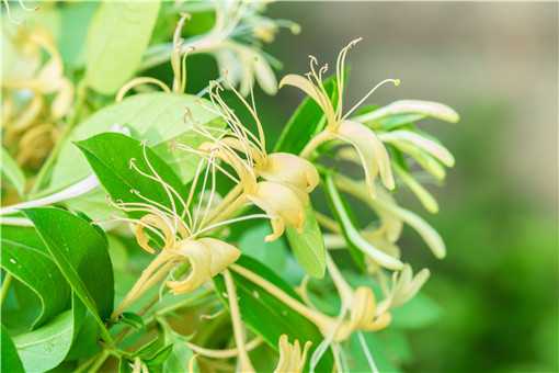 种金银花赚钱吗 农村种金银花会挣钱吗