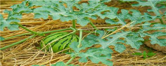 西瓜的种植时间与方法 广东种西瓜的种植时间与方法