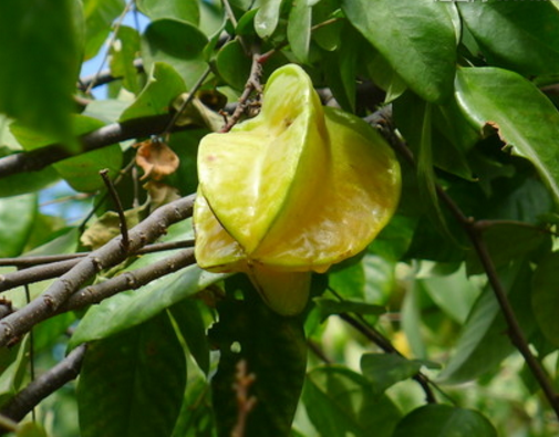 杨桃病虫害及防治方法有哪些 杨桃的病虫害